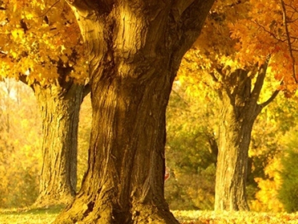 江西一站式粉象生活邀请人