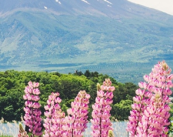 粉象生活加入商家怎么操作