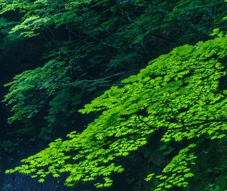 粉象生活有自动扣费吗