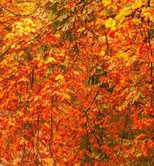 嘉兴粉象生活注册邀请码