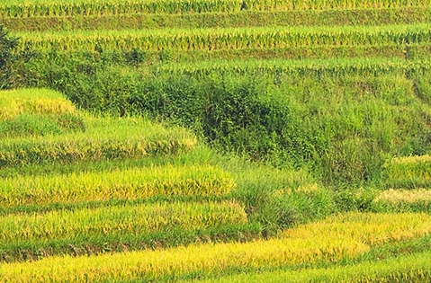 粉象官方邀请码是多少