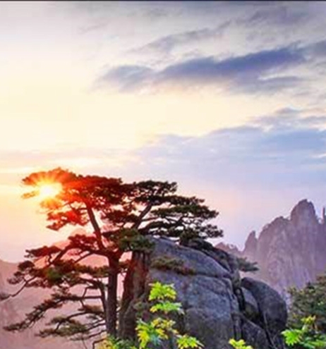阜阳粉象生活代理