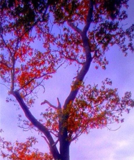 粉象生活邀请码怎么选