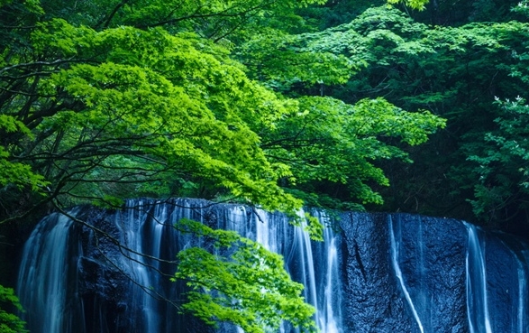 分享花