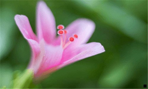 三粉象生活app