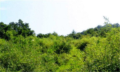 三粉象生活100粉丝多少钱