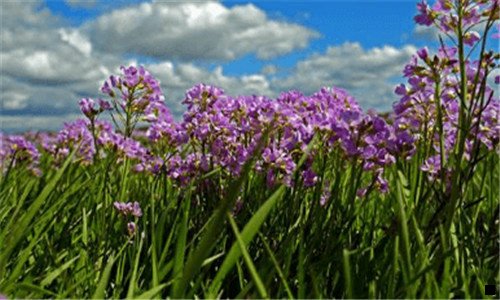 一粉象生活拉人注册有佣金吗