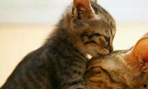 三粉象一个月交68