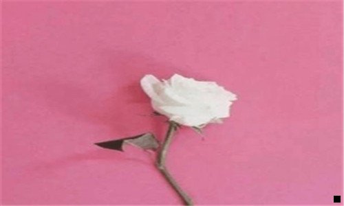 二粉象生活
