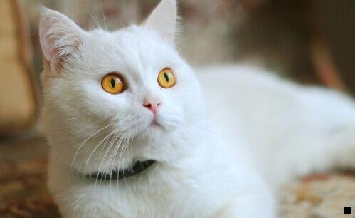 三有人做粉象生活赚钱了吗