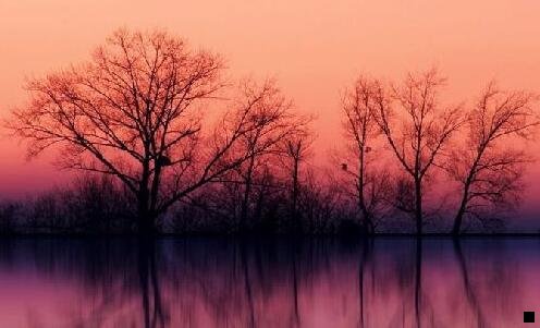 二粉象生活怎么登录不上