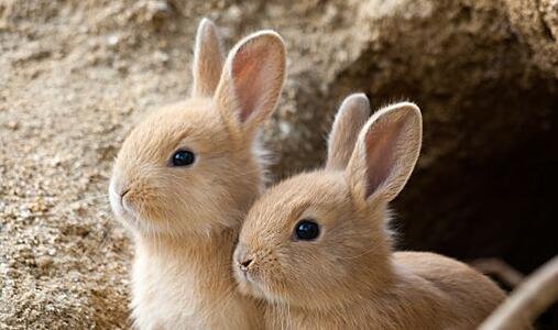 三粉象生活2元店地推技巧