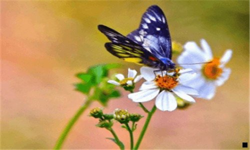 一粉象生活原始邀请ID