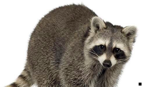 三粉象生活注销后多久才能注册