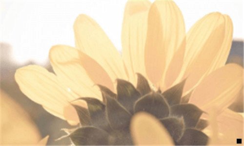 一粉象生活为什么会闪退