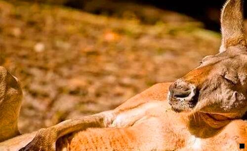 三粉象生活怎么提现不了怎么办