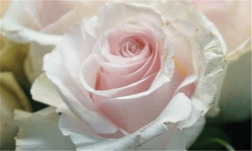 一类似粉象生活 花生日记