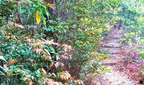 一粉象生活收不到验证码