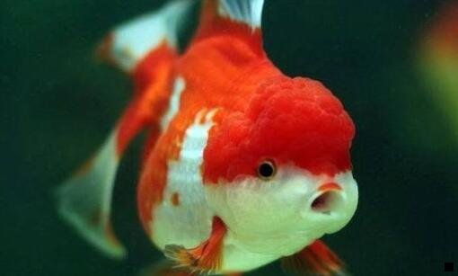 二粉象生活解除邀请人