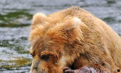二粉象生活pk高佣联盟