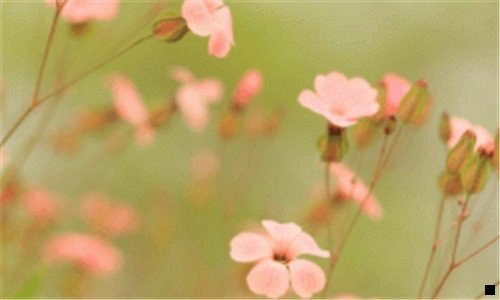 二花生有日记赚佣金怎么推广