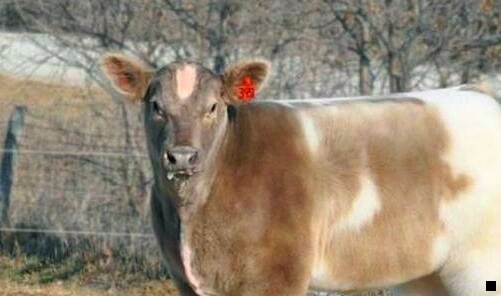 一粉象生活如何操作