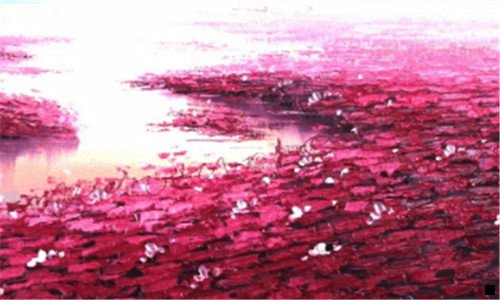 二粉象生活
