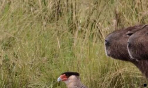 三粉象生活其实不便宜