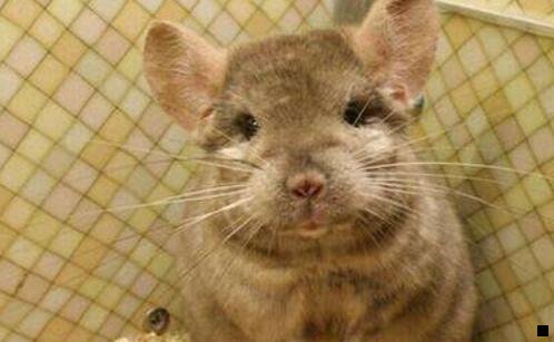 二粉象生活要微信登录吗