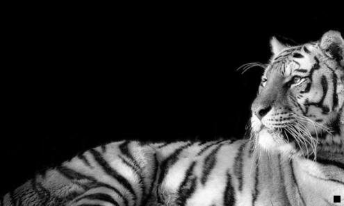 一粉象生活与爱无价的区别