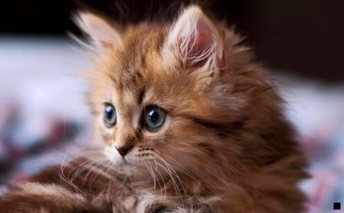 一手机号绑定粉象生活怎么取消