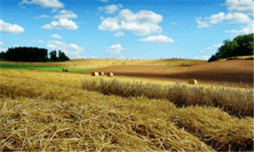 一粉象生活利润表