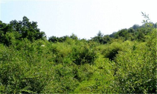 二好省和粉象分析利弊