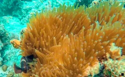 三怎么在粉象生活下单购买