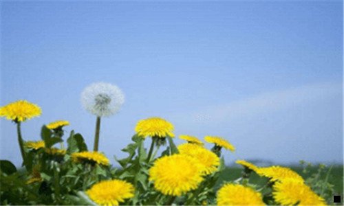 一粉象生活接入公众号