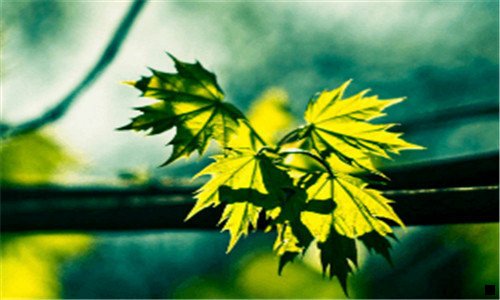 一做粉象生活到底选择哪个邀请码为最好