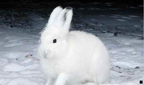 一粉象生活不懂的找谁呀