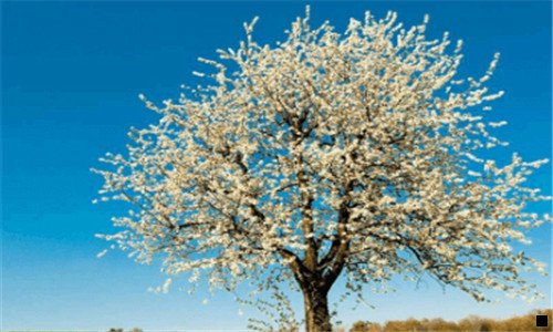 一粉象生活为什么不让网红推广