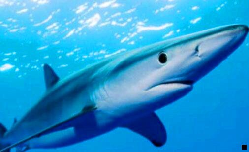 三用粉象买东西别人会知道吗