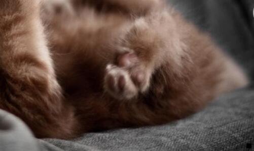 三粉象生落购物车在什么地方