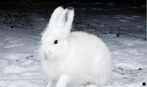 二粉象生活是个什么东西