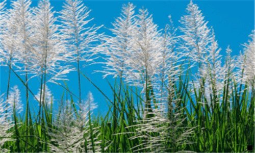 一粉象生活直销