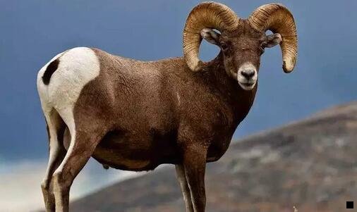 三为什么粉象生活优惠券那么多