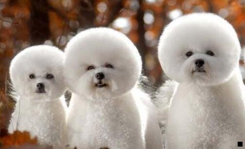 一粉象生活发家88