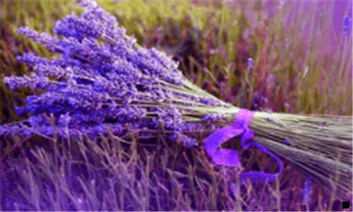 三粉象可以换邀请码吗