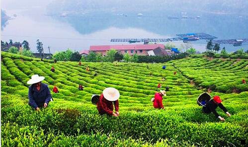 三淘宝联盟和粉象哪个好