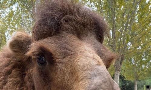 一粉象生活的功能