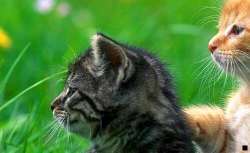 三社交电商粉象生活是什么