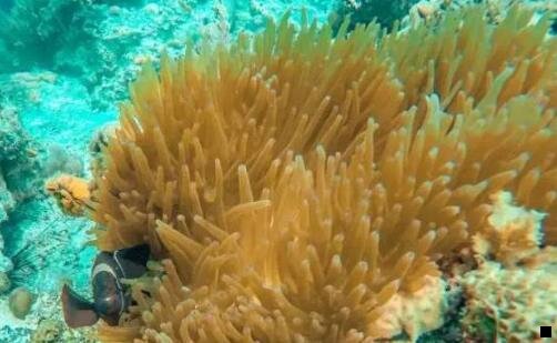 一粉象生活第二市场反拥