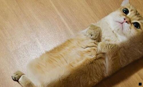 二粉象生活其实不便宜